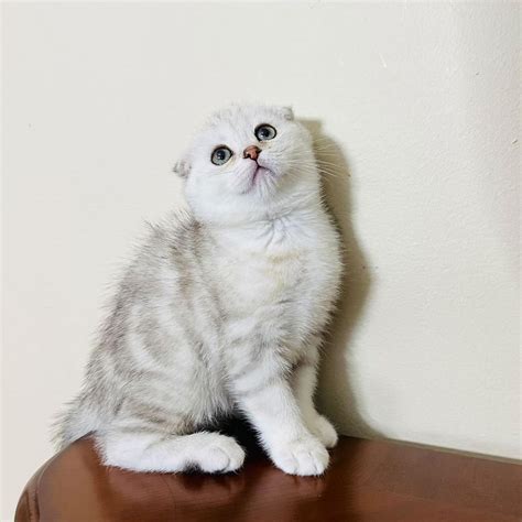 Scottish Fold Munchkin SF Bay Area 